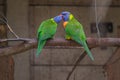 Rainbow Lorikeet perching on the branch and regurgitating to one another Royalty Free Stock Photo