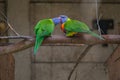 Rainbow Lorikeet perching on the branch and regurgitating to one another Royalty Free Stock Photo