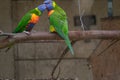 Rainbow Lorikeet perching on the branch and regurgitating to one another Royalty Free Stock Photo