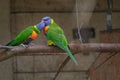 Rainbow Lorikeet perching on the branch and regurgitating to one another Royalty Free Stock Photo