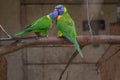 Rainbow Lorikeet perching on the branch and regurgitating to one another Royalty Free Stock Photo