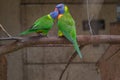 Rainbow Lorikeet perching on the branch and regurgitating to one another Royalty Free Stock Photo