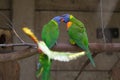 Rainbow Lorikeet perching on the branch and regurgitating to one another Royalty Free Stock Photo