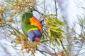 Rainbow Lorikeet perching up side down on tree in Western Australia