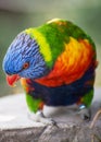 Rainbow lorikeet portrait Royalty Free Stock Photo