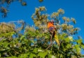 Rainbow lorikeet preening in an Illawarra Flame Tree