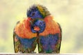 Rainbow Lorikeet