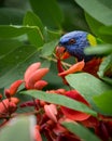Rainbow Lorikeet in red flowers Royalty Free Stock Photo