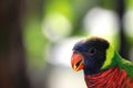 Rainbow Lorikeet's head