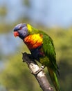 Rainbow lorikeet Royalty Free Stock Photo