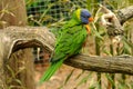 Rainbow lorikeet