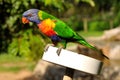 Rainbow lorikeet is sitting on a feeding plate Royalty Free Stock Photo