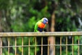 Rainbow Lorikeet on a Fence in the Rain Royalty Free Stock Photo