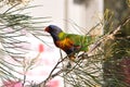 A Rainbow Lorikeet sitting in a Silky Oak Tree (Grevillea Robusta).