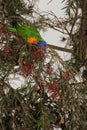 Rainbow Lorikeet