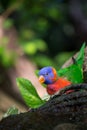 Rainbow Lorikeet Sitting on Tree Trunk in the Jungle