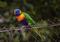 A Rainbow Lorikeet sitting on a Wire Fence Royalty Free Stock Photo