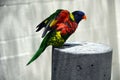 Rainbow Lorikeet at a Southeast Florida Aviary Royalty Free Stock Photo