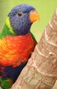 The Rainbow Lorikeet is a species of parrot Royalty Free Stock Photo