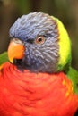 The Rainbow Lorikeet is a species of parrot Royalty Free Stock Photo