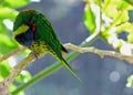 Beautiful rainbow lorikeet parrot, trichoglossus moluccanus Royalty Free Stock Photo