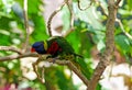 Beautiful rainbow lorikeet parrot, trichoglossus moluccanus Royalty Free Stock Photo