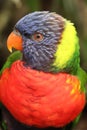The Rainbow Lorikeet is a species of parrot Royalty Free Stock Photo