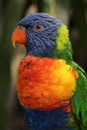 The Rainbow Lorikeet is a species of parrot Royalty Free Stock Photo