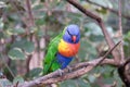 Rainbow lorikeet on tree branch Royalty Free Stock Photo