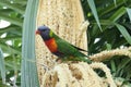 Rainbow Lorikeet (Trichoglossus haematodus)