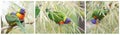 Rainbow lorikeet, trichoglossus haematodus