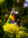 Rainbow Lorikeet, Trichoglossus haematodus Royalty Free Stock Photo