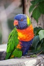 Rainbow lorikeet (Trichoglossus haematodus) perching