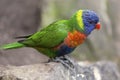 Rainbow lorikeet (Trichoglossus haematodus) on a rock