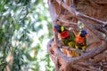 Rainbow Lorikeet, Trichoglossus haematodus is a species of Australasian parrot. The portait of a cute and colorful parrots of the Royalty Free Stock Photo