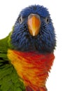 Rainbow Lorikeet - Trichoglossus haematodus 3 years old Royalty Free Stock Photo