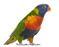 Rainbow Lorikeet, Trichoglossus haematodus, 3 years old Royalty Free Stock Photo