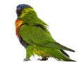 Rainbow Lorikeet, Trichoglossus haematodus, 3 years old Royalty Free Stock Photo