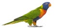 Rainbow Lorikeet, Trichoglossus haematodus, 3 years old Royalty Free Stock Photo