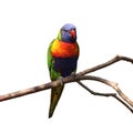 Rainbow Lorikeet, Trichoglossus mollucanus, isolated on white background. Colorful parrot perched on branch. Royalty Free Stock Photo