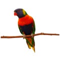 Rainbow Lorikeet, Trichoglossus mollucanus, isolated on white background. Colorful parrot sitting on branch. Habitat Australia. Royalty Free Stock Photo