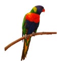 Rainbow Lorikeet, Trichoglossus mollucanus, isolated on white background. Colorful parrot sitting on branch. Habitat Australia. Royalty Free Stock Photo