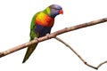 Rainbow Lorikeet, Trichoglossus mollucanus, isolated on white background. Colorful parrot sitting on branch. Habitat Australia. Royalty Free Stock Photo