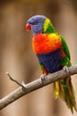 Rainbow lorikeet, Trichoglossus mollucanus, perched on branch. Portrait of beautiful parrot with colorful feather. Royalty Free Stock Photo