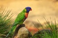 Rainbow lorikeet, Trichoglossus mollucanus, perched on stone in orange sandy plain. Portrait of beautiful colorful parrot