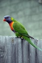 Rainbow Lorikeet Trichoglossus moluccanus Asutralina Bird Royalty Free Stock Photo