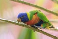 Rainbow lorikeet, Trichoglossus moluccanus, bird perched Royalty Free Stock Photo