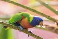 Rainbow lorikeet, Trichoglossus moluccanus, bird perched Royalty Free Stock Photo