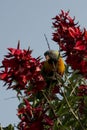 Rainbow lorikeet Trichoglossus Moluccanus between flowers near Royalty Free Stock Photo