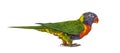 Rainbow Lorikeet, Trichoglossus moluccanus, isolated Royalty Free Stock Photo